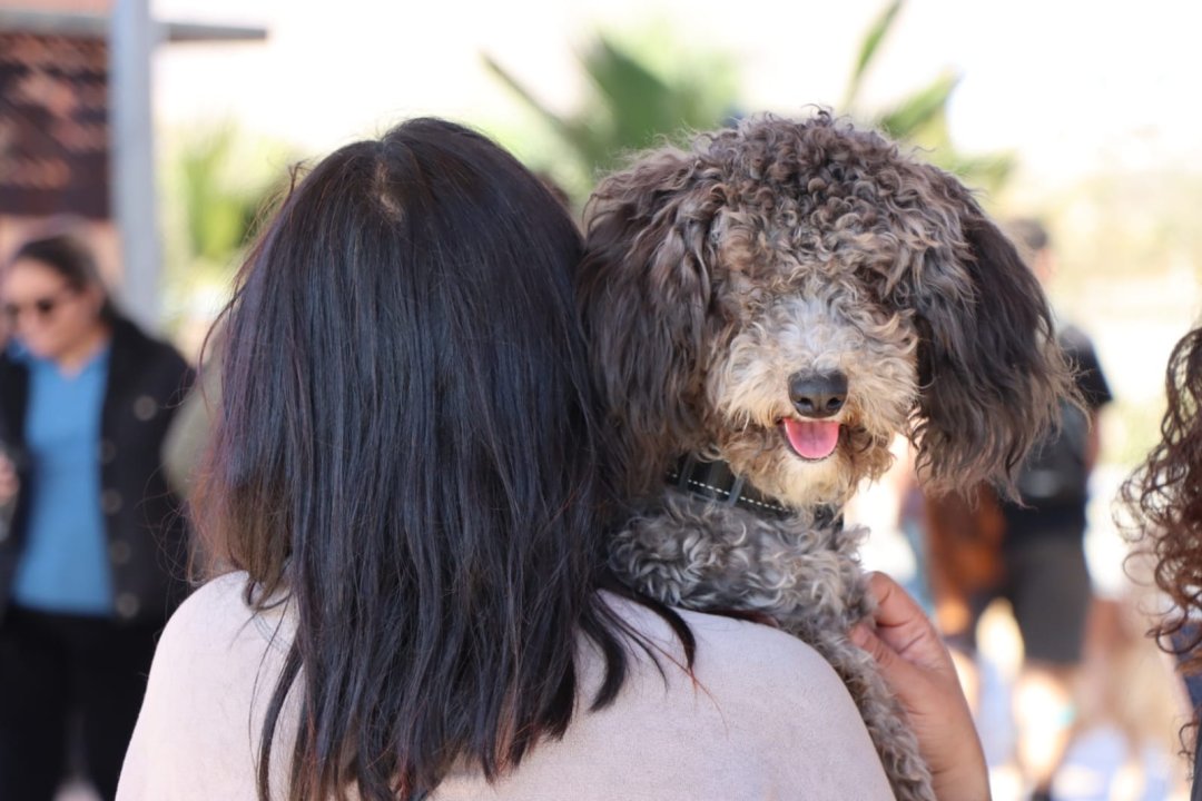 /corre-con-tu-peludo-este-sabado-se-toma-el-palomar-la-gran-corrida-canina