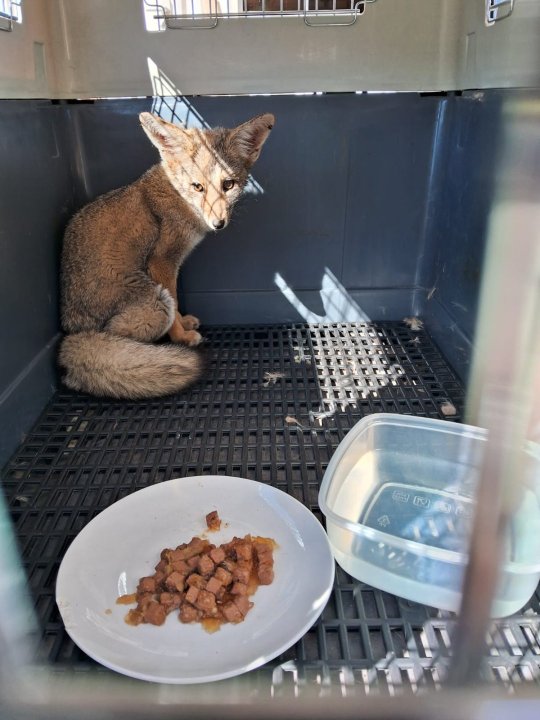 /encuentran-zorro-con-su-cabeza-atrapada-en-un-frasco-plastico