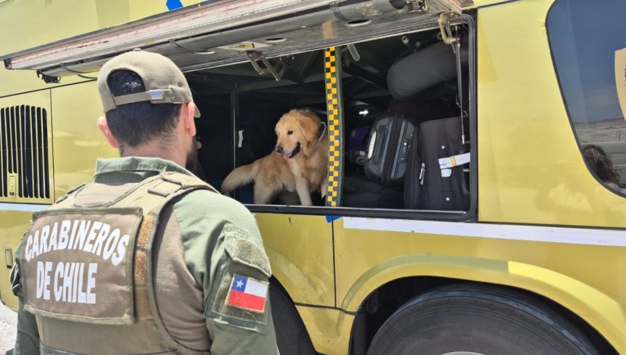 /antofagasta-174-mil-dosis-de-droga-incautan-en-la-negra-en-menos-de-una