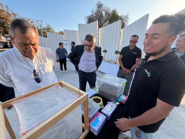 DE LA PROTEÍNA DE LA MOSCA SOLDADO NEGRO CREARON ALIMENTO PARA MASCOTAS