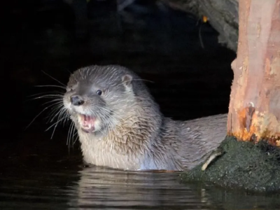 /regionales/region-de-magallanes/puerto-natales-confirman-nueva-especie-marina-afectada-por-influenza-aviar