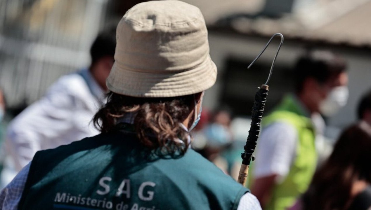 /regionales/region-de-ohiggins/comienza-campana-de-erradicacion-de-la-mosca-de-la-fruta-en-chimbarongo