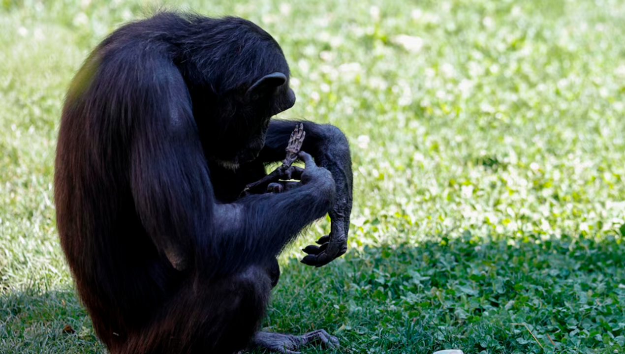 /internacional/europa/espana/de-pronto-se-desprendio-de-el-chimpance-solto-el-cadaver-de-su-bebe