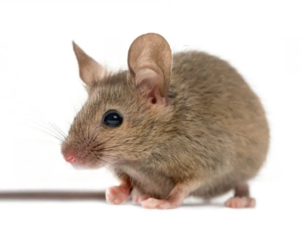 Confirman primer caso de Hanta en la temporada: menor de 16 años permanece estable