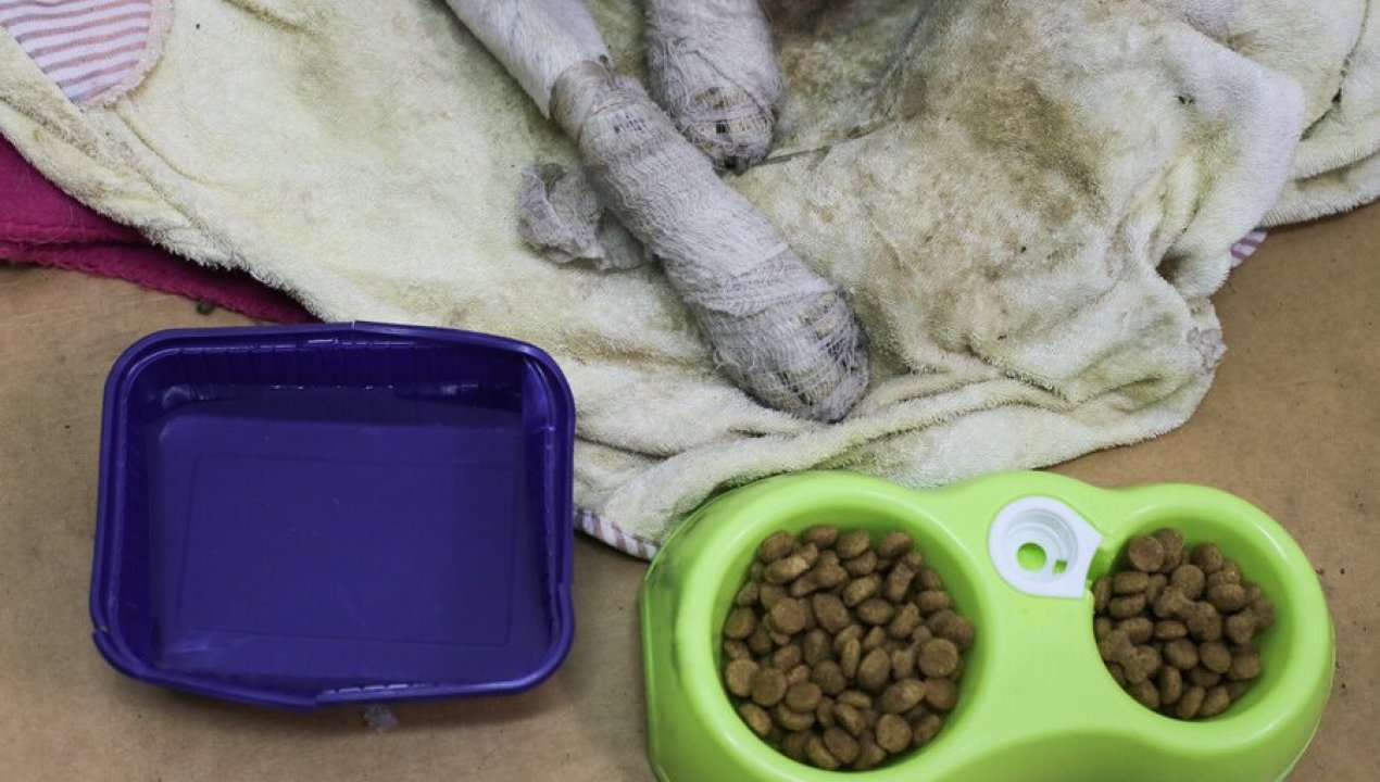 /actualidad/animales/incendios-forestales-en-nuble-y-biobio-habilitan-atencion-veterinaria