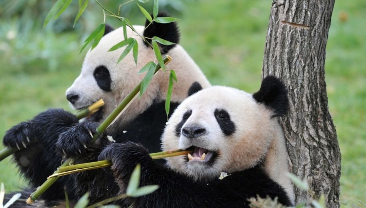 /tendencias/el-panda-gigante-logro-dejar-atras-la-categoria-de-en-peligro-de
