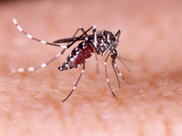 Alerta sanitaria en Antofagasta por detección de 10 focos del mosquito Aedes aegypti