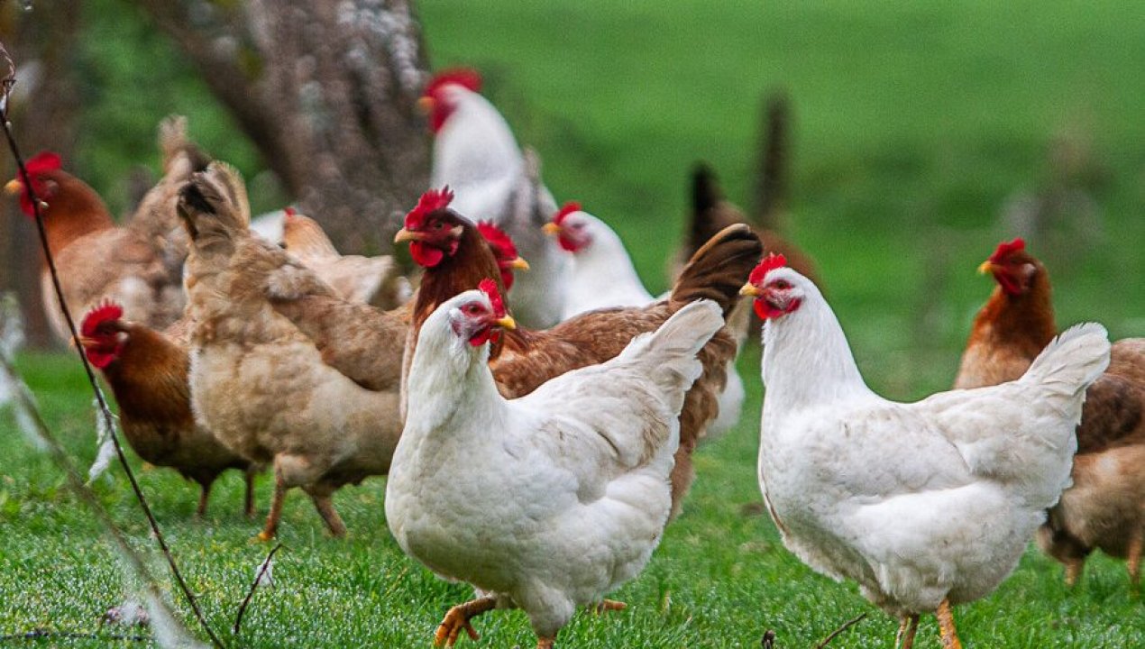/actualidad/agricultura/chile-recupera-condicion-de-pais-libre-de-influenza-aviar-en-aves-de-corral