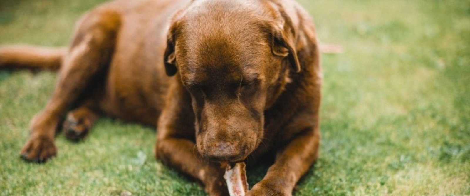 Alarmante informe: El 33% de los perros en Chile sufre de sobrepeso
