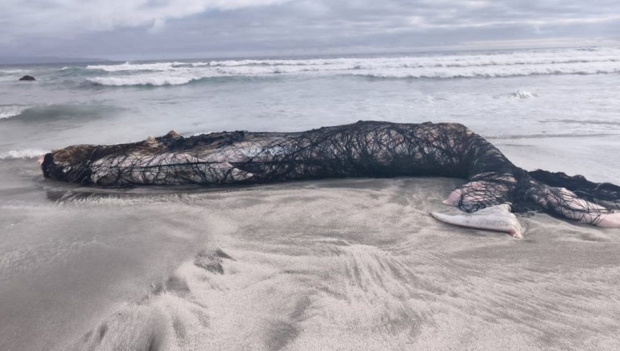 /investigan-la-muerte-de-una-ballena-jornada-y-ataques-a-lobos-marinos-en-la